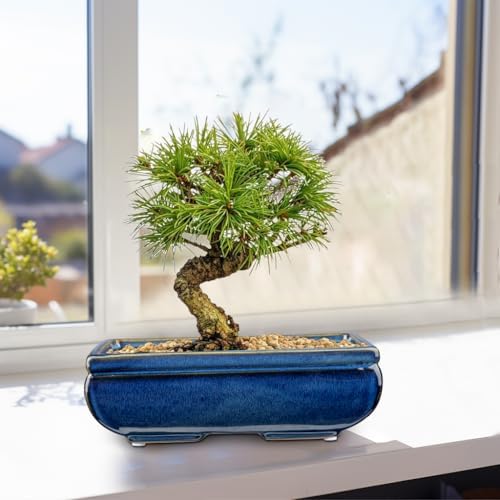 Villa Como Set of 2 Large Bonsai Pots with with Drainage Hole, 8.7" - Image 5