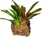 Premium New Zealand Sphagnum Moss, 1000g (80L When Hydrated) - Harvested in New Zealand's South Island, Dried and Long for Potted Plants, Orchids, Reptiles (AA Classic (4" Strands)) - Image 3