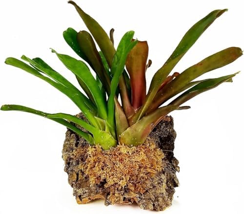 Premium New Zealand Sphagnum Moss, 1000g (80L When Hydrated) - Harvested in New Zealand's South Island, Dried and Long for Potted Plants, Orchids, Reptiles (AA Classic (4" Strands)) - Image 3