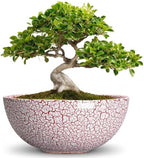 Bonsai Planter, 8 Inch Ceramic Succulents Planters, Texture Red by Unknown