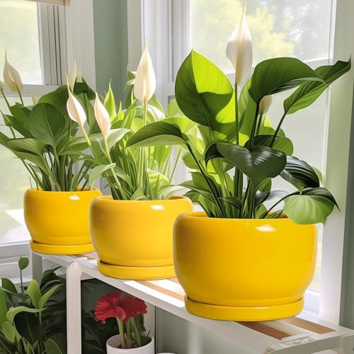SQOWL Ceramic Plant Pot - 8 Inch Planter for Indoor Outdoor, Decorative Plant Pot with Drainage Hole and Saucer, Modern Round Planter for Flower, Desk Decor, Housewarming Gifts, Yellow - Image 6