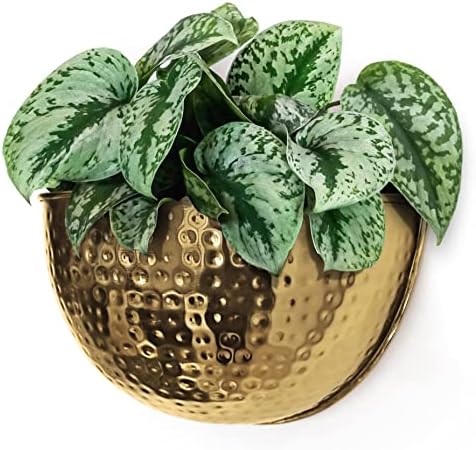 Allegorie Metal Wall Planter | Indoor or Outdoor Hanging Plant Pot | Farmhouse Decor & Boho Kitchen Decoration for Herbs & Succulents and Living wall 12x7 (Gold) by Allegorie