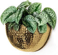 Allegorie Metal Wall Planter | Indoor or Outdoor Hanging Plant Pot | Farmhouse Decor & Boho Kitchen Decoration for Herbs & Succulents and Living wall 12x7 (Gold) by Allegorie