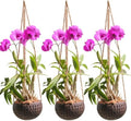 Set of 3 Hanging Orchid Pots for Small Orchids, Handmade Coconut Planters, Orchid Pots with Holes, Coconut Planters, Orchid Gifts by Desquiggle