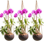 Set of 3 Hanging Orchid Pots for Small Orchids, Handmade Coconut Planters, Orchid Pots with Holes, Coconut Planters, Orchid Gifts by Desquiggle