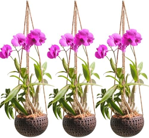 Set of 3 Hanging Orchid Pots for Small Orchids, Handmade Coconut Planters, Orchid Pots with Holes, Coconut Planters, Orchid Gifts by Desquiggle