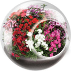 Unique Gardener Tiny Terrarium Plant Seeds 6 Variety Pack, DIY Indoor Succulents and Live Plants for Home or Garden Planting, Assorted Flowering Pack - Image 3