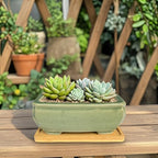 MUZHI 2pcs Green Ceramic Bonsai Planter Pots with Bamboo Tray 6.2 “ & 5.3”, Rectangular Glazed Bonsai & Succulent Cactus Starter Pot with Drainage Ice Crack Design (2 Crackle Glazed 6") - Image 7