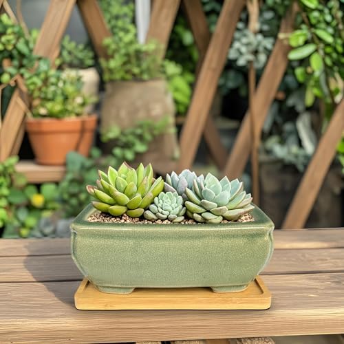 MUZHI 2pcs Green Ceramic Bonsai Planter Pots with Bamboo Tray 6.2 “ & 5.3”, Rectangular Glazed Bonsai & Succulent Cactus Starter Pot with Drainage Ice Crack Design (2 Crackle Glazed 6") - Image 7