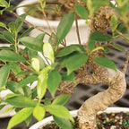 Brussel's Bonsai - Medium Ficus Live Bonsai Tree, Potted Indoor Plant - Image 2