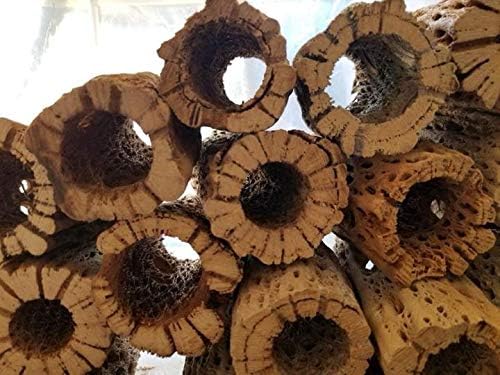 3-48 Inch All Natural Teddy Bear Cholla Wood Extra Hollow Large Untreated Organic Aquarium Driftwood Decoration Chew Toy Shrimp Crab Pleco Cichlid Nano Tank Birds 1 or 5 Pieces (1 Piece, 48 inch) - Image 2