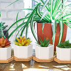 Gerrii Succulent Pots Mini White Ceramic Flower Planter Pot Succulent Planters with Wooden Trays and Drainage Holes for Plants Cactus Home Office Decoration, Plants Not Included(24 Pcs) - Image 5