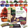 HOME GROWN 6 Bonsai Tree Starter Kit, Indoor Growing & Christmas Gift by HOMEGROWN
