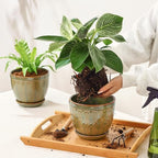 Sureasy 6.5 Inch Ceramic Plant Pots Set of 2, Green Embossed - Image 5