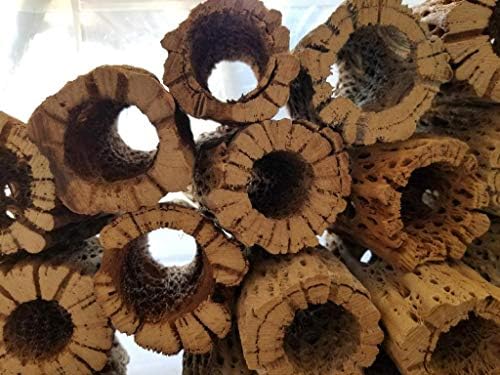 3-48 Inch All Natural Teddy Bear Cholla Wood Extra Hollow Large Untreated Organic Aquarium Driftwood Decoration Chew Toy Shrimp Crab Cichlid Nano Tank Birds 1 or 5 Pieces (1 Piece, 30 inch) - Image 2