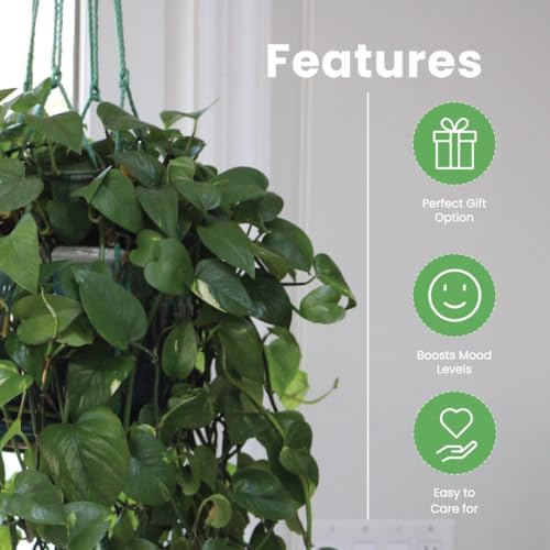 American Plant Exchange Golden Pothos – Live 8-Inch Hanging Basket, Devil’s Ivy, Easy-Care Air Purifying Houseplant, Fast-Growing Trailing Vine for Hanging Planters, Indoor Home or Office Décor - Image 4