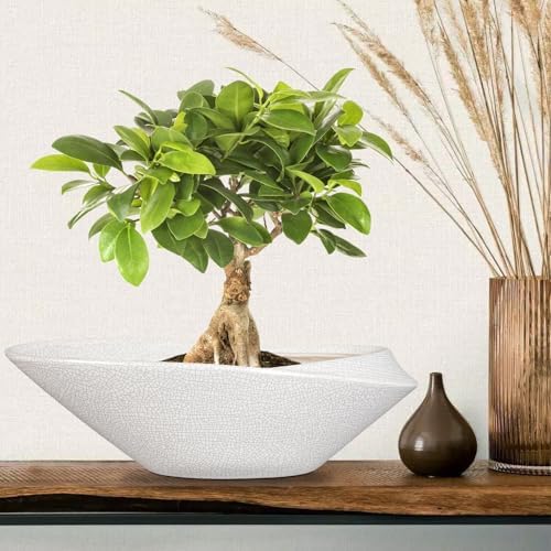Bonsai Pots - 18 Inch Ceramic Plant Pot for Bonsai Tree, Modern Indoor & Outdoor Succulent Planter with Drainage, Room Decor, Gifts for Plant Lovers, White-Black - Image 3