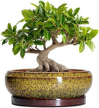 Bonsai Pots Ceramic - 10 Inch Succulent Planters Indoor Outdoor, Shallow Planter with Drainage Hole and Saucer, Round Planter Bowl, Succulent Pots, House Decor, Gifts for Plant Lover, Yellow by EPFamily