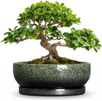 Bonsai Tree Pots 13 Inch, Ceramic Succulent Pots, Speckle Green by Unknown