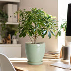 Ceraimc Planters Indoor, 6 Inch Ceraimc Flower Pots, Retro Green - Image 5