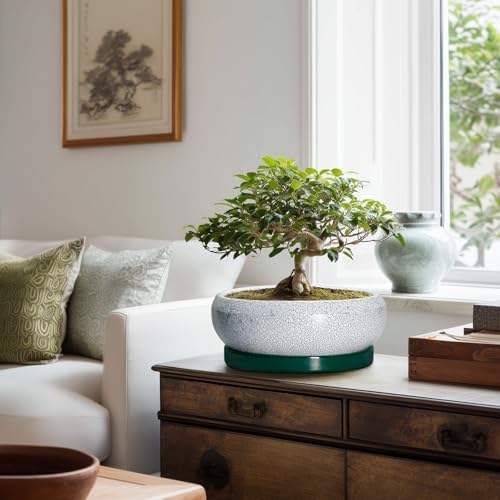 Succulent Planters 10 Inch - Ceramic Bonsai Pots with Drainage Hole and Saucer, Large Succulent Pots Indoor, Shallow Planter, Round Bowl Planter Outdoor, Patio Decor, Plant Lover Gift, Green - Image 7