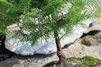 Brussel's Bonsai - Medium Live Bonsai Tree - Image 3