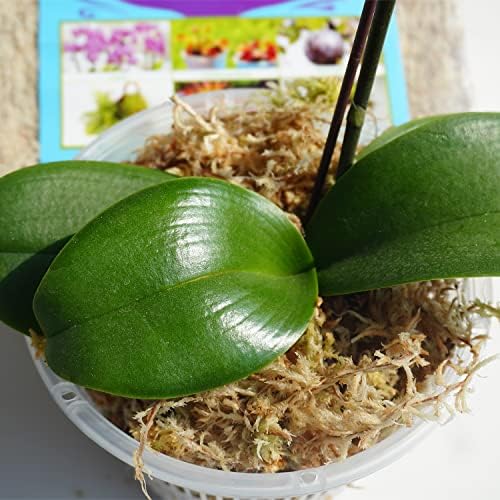 Sphagnum Moss 1.2 lb for DIY Moss Pole, Great Potting Mix for Indoor Plants, Help with Maintain Humidity - Image 4