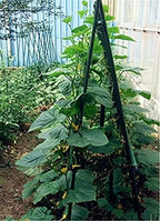 25 Pack 48 Inch Garden Stakes & Tomato Stakes for Climbing Plants - Image 6