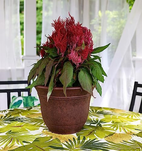 The HC Companies Sierra Round Self-Watering Pot - Lightweight Plastic Planter for Herbs & More - Durable Plant Pots for Indoor Plants & Outdoor Plants (10” Rustic Redstone, Pack of 1) - Image 2