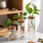 6 Sets Glass Plant Propagation Vases Cork Lid, 3 Size Desktop - Image 4