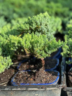 Live Dwarf Juniper Bonsai Tree | Potted in Large Ceramic Pot | 3 Years Old | 100% Handcrafted | Outdoor Bonsai | Unique Gift for Birthday, Graduation, Anniversary - Image 3