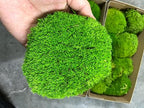 Preserved Pole Moss Pillow Bun Cushion Natural Green Decorative Real Natural Green DIY Kit Terrariu7r Table Decor Wedding (10.5 sq.ft., Green-B) by %E7%8E%B0%E5%9C%A8%E8%B4%AD%E4%B9%B0