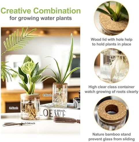 Glass Plant Propagation Stations for Plants – Set of 12(6 Large & 6 Small) Hydroponic Vases for Plant Cuttings,Flower Arrangements, Home & Office Decor–Desktop Vases for Living Room, Bedroom (12) - Image 2