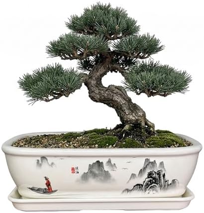 8" Bonsai Pots with Tray, Rectangular Planter in Blue & White by Unknown