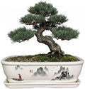 8" Bonsai Pots with Tray, Rectangular Planter in Blue & White by Unknown
