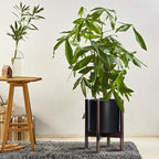 D'vine Dev Plastic Pot with Walnut Wood Stand, Black, 10 in, 55-C-L-2 - Image 4