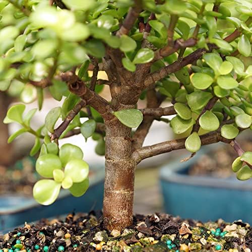 Brussel's Bonsai - Medium Jade Live Bonsai Tree, Potted Indoor Plant - Image 4