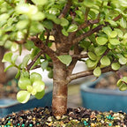 Brussel's Bonsai - Medium Jade Live Bonsai Tree, Potted Indoor Plant - Image 4