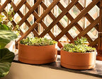 D'vine Dev Terracotta Shallow Planter Pot with Saucer, 12 in, 40-Y-C-0 - Image 2