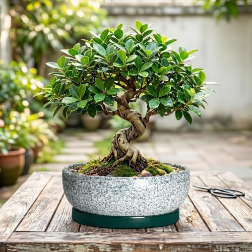 Bonsai Pots Ceramic, 10 Inch Succulent Pots with Tray, Texture Green - Image 7