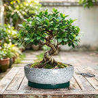 Bonsai Pots Ceramic, 10 Inch Succulent Pots with Tray, Texture Green - Image 7