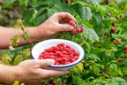 Gardenera Premium Raspberry Potting Soil Mix - Optimal Blend for Thriving and Juicy Berries - 10 Quart - Image 2