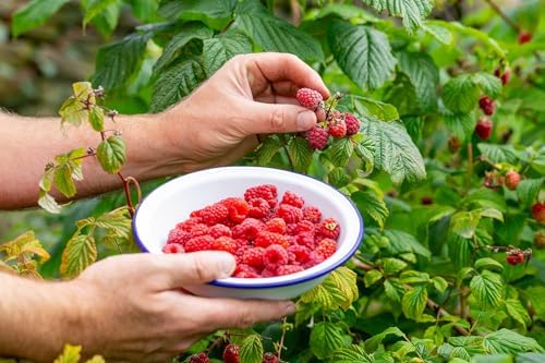 Gardenera Premium Raspberry Potting Soil Mix - Optimal Blend for Thriving and Juicy Berries - 10 Quart - Image 2