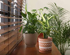 D'vine Dev 2-Pack Terracotta Pots, 4/6 in, Terra//White, 31-958-D-1 - Image 6