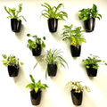 LaLaGreen Indoor Wall Planters (5in, 10 Pack) Self Watering Hanging Pots by L%C3%A1L%C3%A1Green
