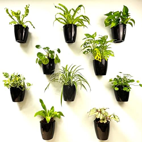 LaLaGreen Indoor Wall Planters (5in, 10 Pack) Self Watering Hanging Pots by L%C3%A1L%C3%A1Green