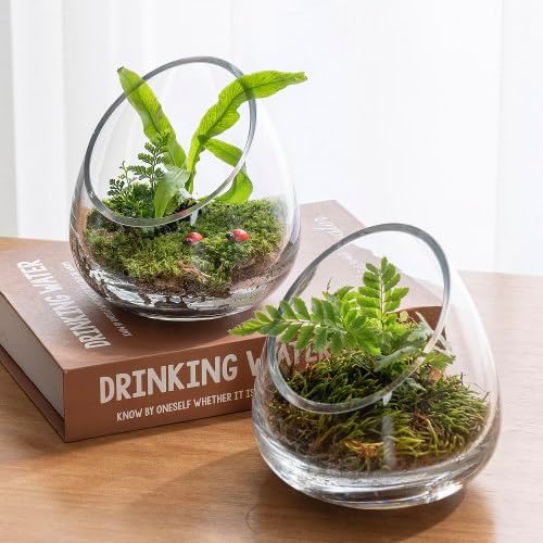 MyGift 5 Inch Premium Clear Glass Air Plant Terrarium, Tealight Candle Holder, Succulent Cactus Plant Vase, Set of 4 - Image 4