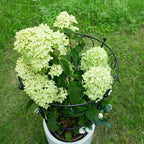 Large 24.6"x17" Peony Support Rings - Metal Plant Support - Image 6