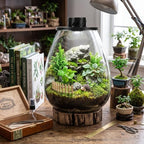 Maxdot Glass Terrarium Kit with LED Grow Light for Desktop,6.9 x 7.8 Inch - Image 5