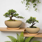 MUZHI 2 Pack 8+6 Inch Plant Pot - Natural Unglazed Ceramic Bonsai Pot with Bamboo Saucer, Large Vintage Clay Shallow Planter Pot with Drainage Hole - Image 4